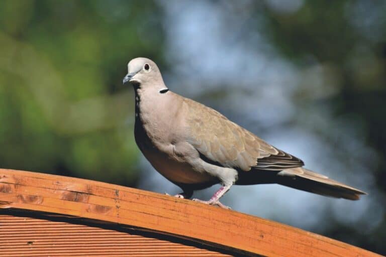 A dove resting on a rounded wood board