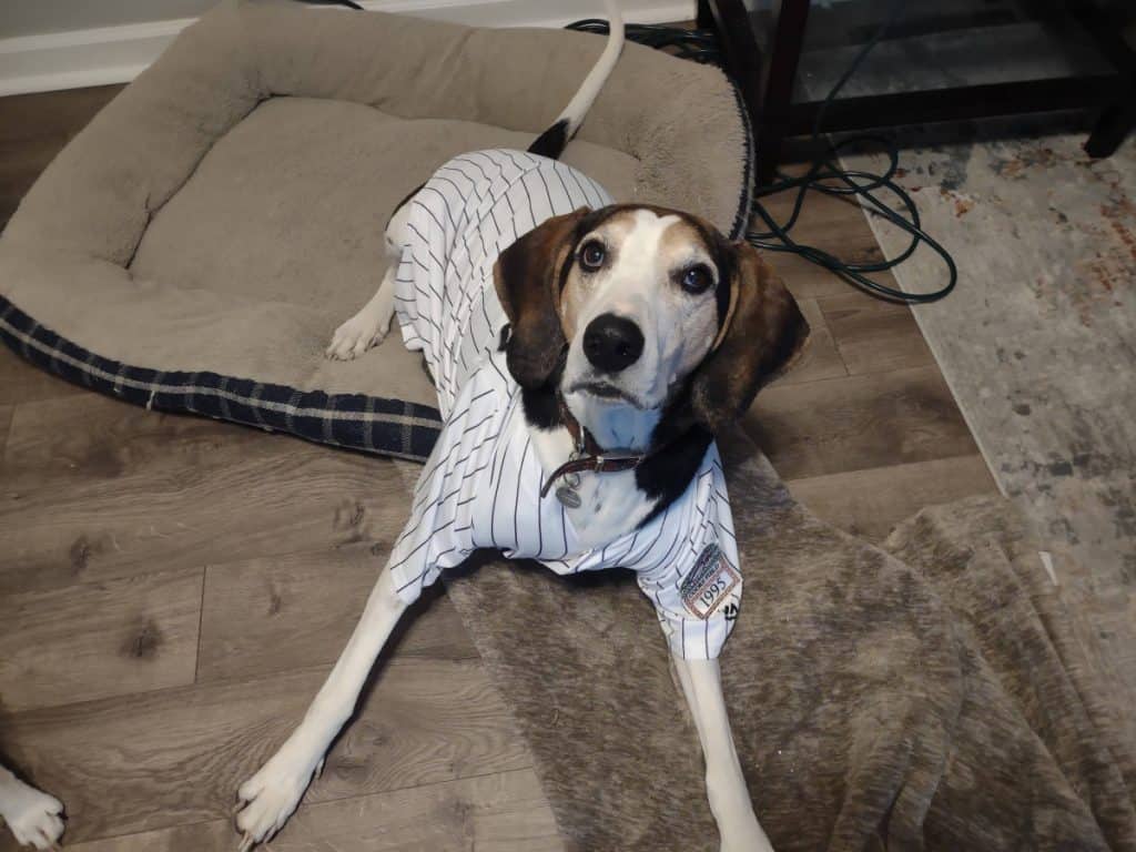 Hound dog wearing a Colorado Rockies jersey laying on a dog bed and a blanket